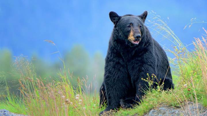 WA woman sentenced for wildlife trafficking