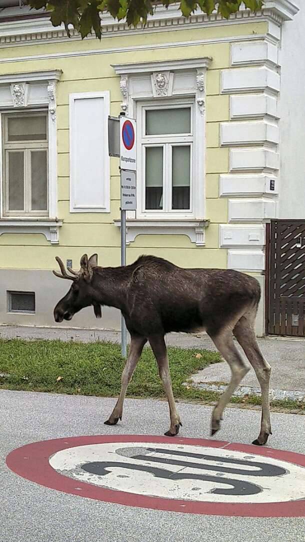 The adventures of Emil the moose keep a corner of Austria on its toes