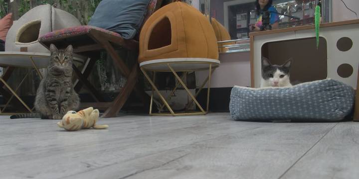 Knoxville cafe finds cats their purr