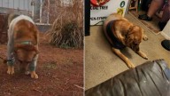New Jersey Senior Dog Abandoned As His Family Moves And Considers Putting Him Down