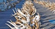 DWR wants help with fighting poaching in Utah