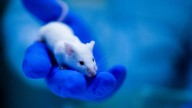 Un descubrimiento abre vías para tratamientos más efectivos de alzhéimer