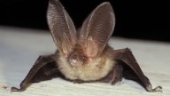 Pasa desapercibido incluso entre los locales, pero es el único mamífero endémico canario en peligro de extinción