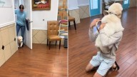 Florida Puppy Shows Heartwarming Joy When Reuniting With Dad After First Daycare Experience