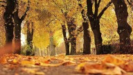 Otoño 2025: Frases para recibir esta estación del año