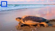 World-first turtle tracking reveals secrets of flatback turtles in WA's Roebuck Bay