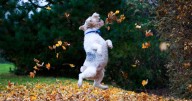 Parasite warning as dogs face 4 major dangers in the garden this autumn