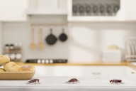 ¿Cucarachas en casa? Conoce lo que significa según el Feng Shui