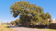 400-Year-Old “Jolene” tree to be moved in Kyle, Texas