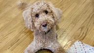 What are NJ's most popular dog names in 2025? The top dogs are here