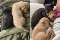 Kitten and Puppy Adopted a Week Apart—Their Story Captured by Adoring Owner