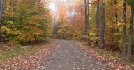 Fall foliage second report released