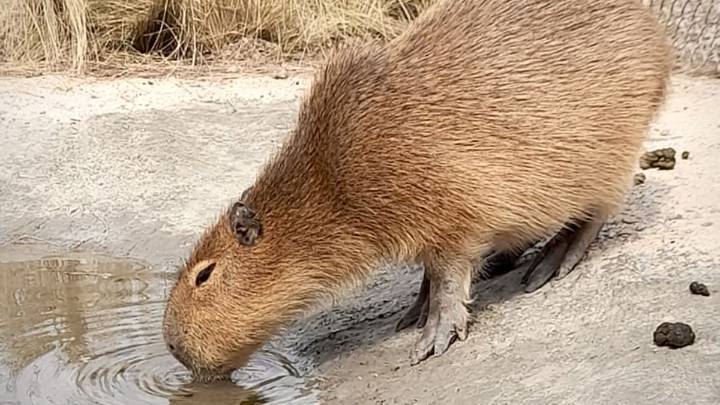 Policía Ambiental allanó una granja en Villa María y secuestró ejemplares silvestres