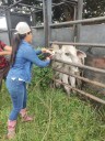 En Arauca, el ICA fortalece la trazabilidad bovina y bufalina