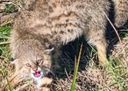 Enfrenta amenazas ambientales. El gato de pajonal que revoluciona Uruguay
