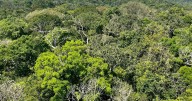 Study finds Amazon trees growing bigger despite climate change