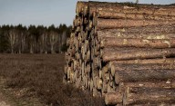 La subasta de madera en San Leonardo dispara su precio un 50% y deja más de 153.000 euros en el Municipio