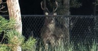 Wild deer seen roaming around Sydney's north shore