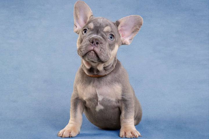 Influencer Dissolves Dog Breeding Company After Allegations of Abuse and Neglect