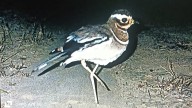 Once Thought Extinct, Kalivikodi Spotted Again In Kadapa; Rs 50 Crore Spent To Trace The Bird