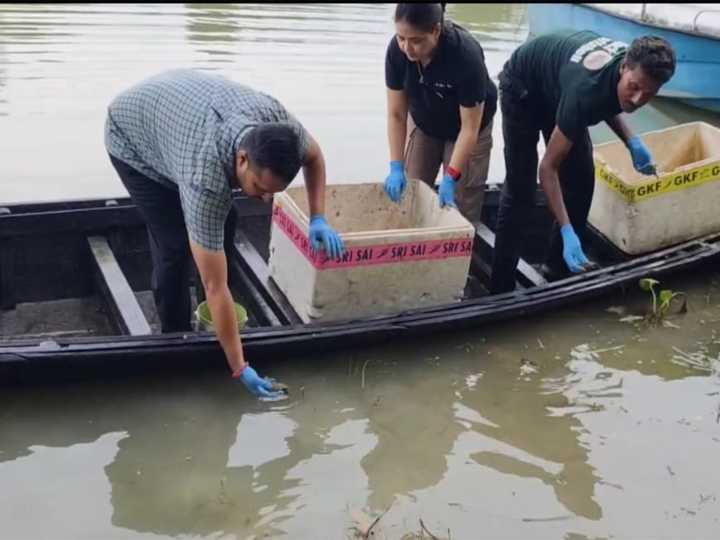 Assam: 104 hatchlings of 3 turtle species released at Hadug Be