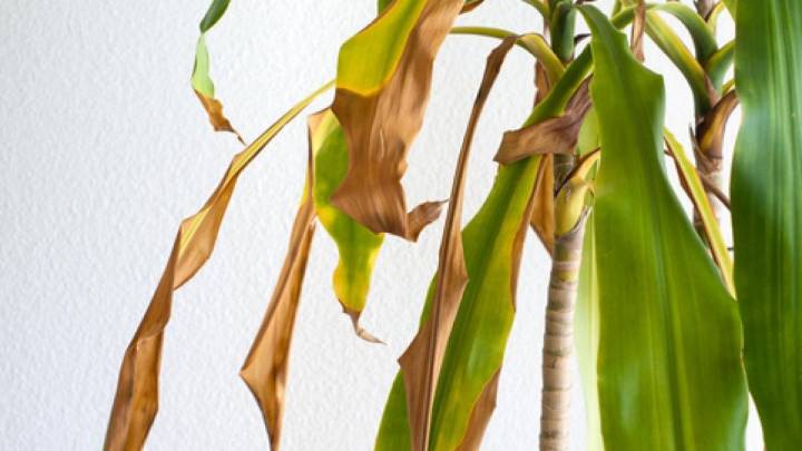 3 consejos de los viveristas para revertir y solucionar las puntas marrones en las hojas de tus plantas