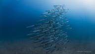 For First Time in Recorded History, An Annual Upwelling Of Nutrient-Rich Waters Failed To Emerge in Panama This Year