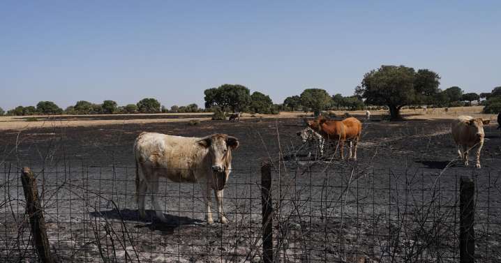 El Gobierno se olvida del mayor fuego de la historia de Salamanca en el listado de ayudas por los incendios