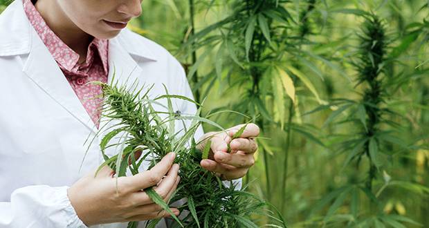 Hemp-derived substances have never been legal in MD, Appellate Court rules