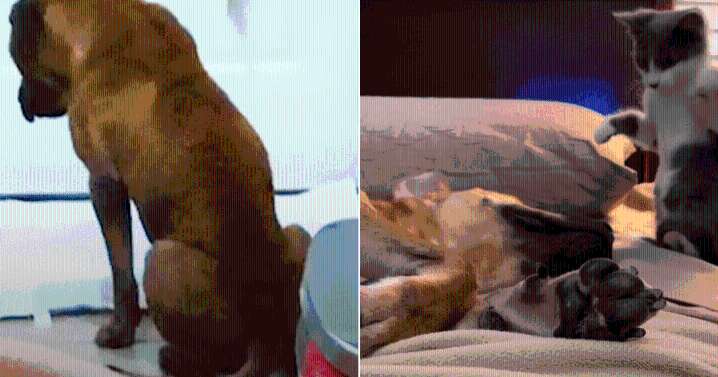 Dog Shattered by Fear Finds Strength Through Unexpected Kitten Bond