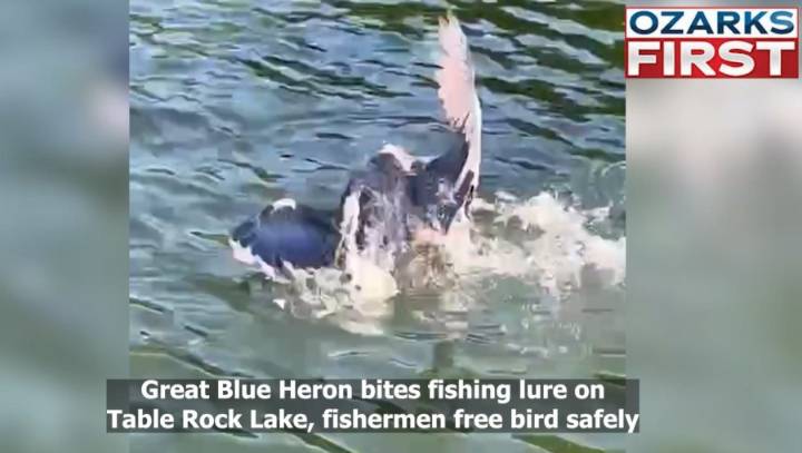 VIDEO: Fishermen free bird at Table Rock Lake after it bites lure