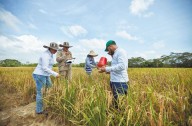 Arroceros del Huila siguen trabajando a pérdidas