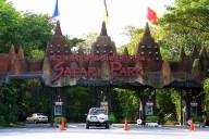 Zookeeper Killed by Lions in Front of Horrified Tourists: Reports