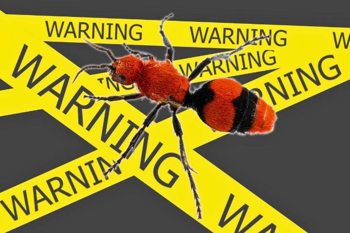Velvet Ants in Kentucky, Indiana Known as Painful ‘Cow Killers’