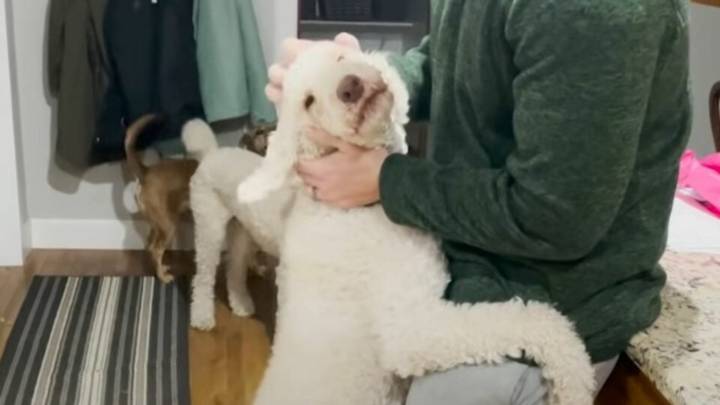 Missouri Rescue Poodle Loves Hugs And Won't Let Go Until You Return Them
