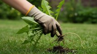Lo usan todos los jardineros: el ingrediente para eliminar las malas hierbas del jardín