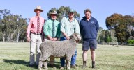 Pooginook Poll Merino ram sale results and clearance