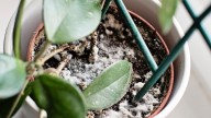 Why is my houseplant soil white and fuzzy? A plant expert explains my mistake