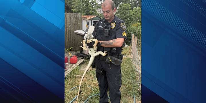 Is this yours? Cedar Rapids Police looking for owner of large iguana