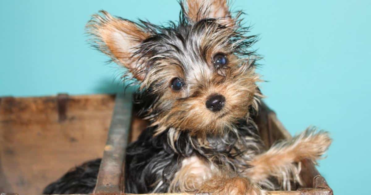 If Yorkies Could Text: 7 Messages Your Yorkie Would Send You Today