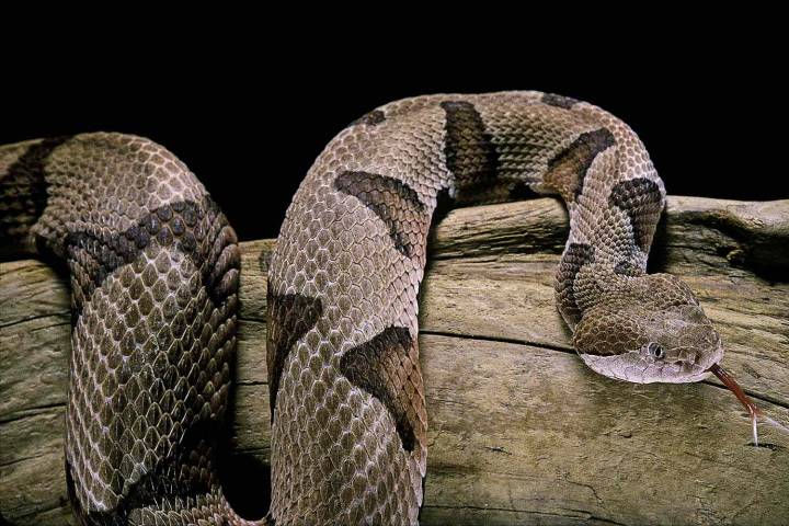 4-Year-Old Boy Bitten by Venomous Snake, but Day Care Fails to Call 911