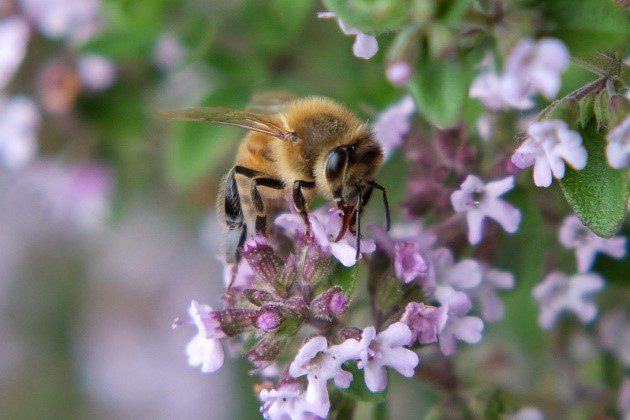 Parks are for Pollinators 