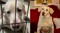After Nearly 4 Years In A California Shelter, This Sweet Labrador Still Dreams Of A Home