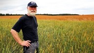 Hog Farmer Unconcerned About ChatGPT, Says He’s Been Using AI for Years