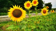 21 Varieties Of The Tallest Sunflowers You Can Grow In The Garden