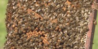 BEEware-A lack of rain is affecting honey output for bees