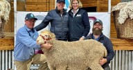 Annual Aloeburn Poll Merino ram sale, September 24, 2025