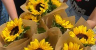Esto sale comprar flores amarillas en pleno centro de Salta: precios actualizados