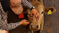Detectan brote de gusano barrenador en Nuevo León; primer caso cerca de la frontera con Estados Unidos