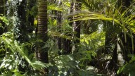 Los suelos de las selvas tropicales podrían acelerar el calentamiento global